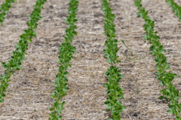 No-till скорочує потребу в техніці та людях