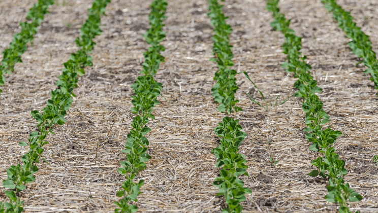 No-till скорочує потребу в техніці та людях
