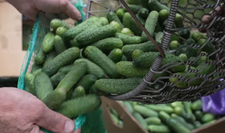 На Чернігівщині огірки купують від 6 до 30 грн/кг