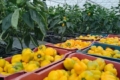 Нігерійський нафтовий магнат інвестує у теплиці