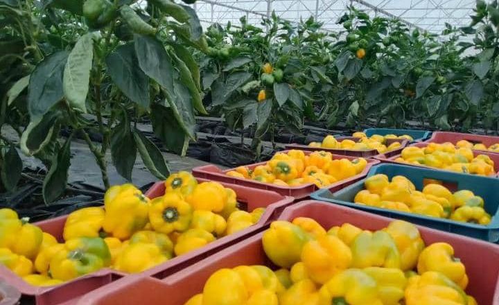 Нігерійський нафтовий магнат інвестує у теплиці