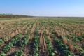 В одному з господарств Tekom Agro Group завершили захист озимого ріпаку