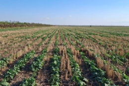 В одному з господарств Tekom Agro Group завершили захист озимого ріпаку