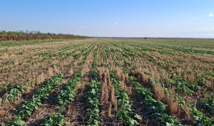 В одному з господарств Tekom Agro Group завершили захист озимого ріпаку