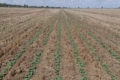 Дружні сходи озимого ріпаку отримали в Tekom Agro Group