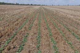 Дружні сходи озимого ріпаку отримали в Tekom Agro Group