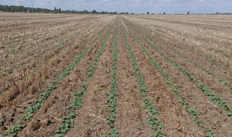 Дружні сходи озимого ріпаку отримали в Tekom Agro Group