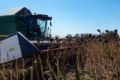 Жнива соняшнику стартували в Tekom Agro Group