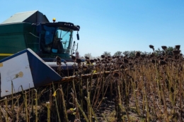 Жнива соняшнику стартували в Tekom Agro Group