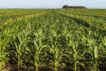 Strip-till випробовують на кукурудзі