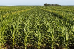 Strip-till випробовують на кукурудзі