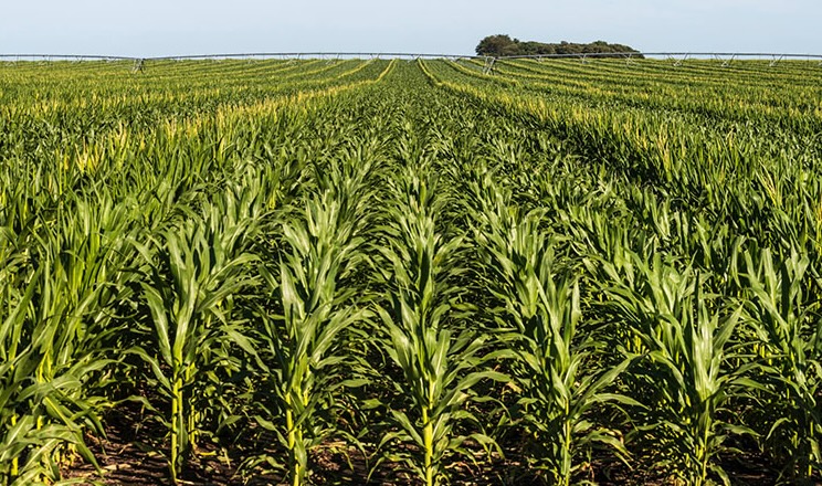 Strip-till випробовують на кукурудзі