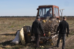 На Чернігівщині виготовили саморобний збирач гарбузів