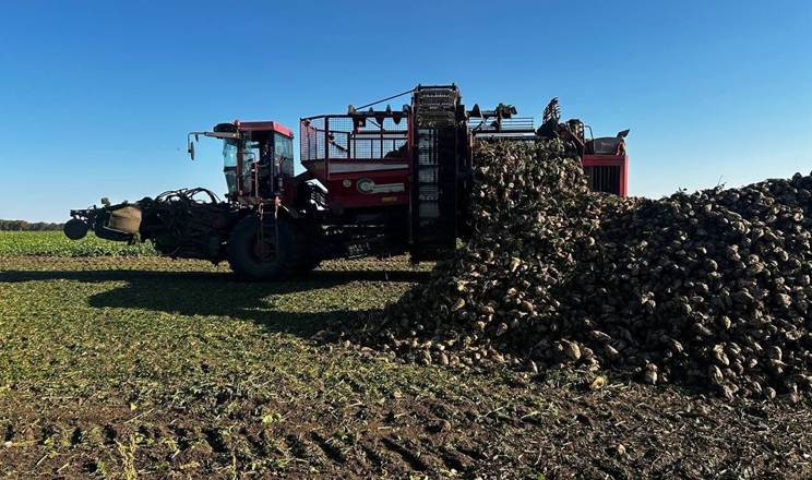 Збирання цукрових буряків почали у «Фармгейт Україна»: урожайність близько 600 ц/га  