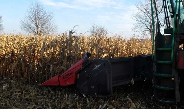 В АФ «Ольгопіль» випробували 101 гібрид кукурудзи: найвища врожайність – 7,8 т/га
