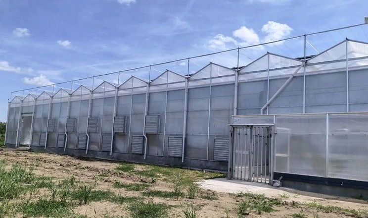 Китайська компанія збудувала томатну теплицю в Румунії