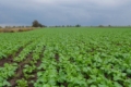 Гербіцидний захист озимого ріпаку виконали в Tekom Agro Group