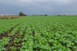 Гербіцидний захист озимого ріпаку виконали в Tekom Agro Group