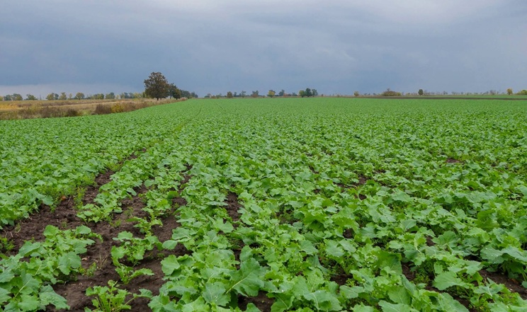 Гербіцидний захист озимого ріпаку виконали в Tekom Agro Group