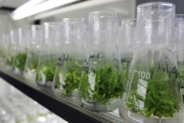 Саджанці фундука in vitro виявилися слабшими за класичні