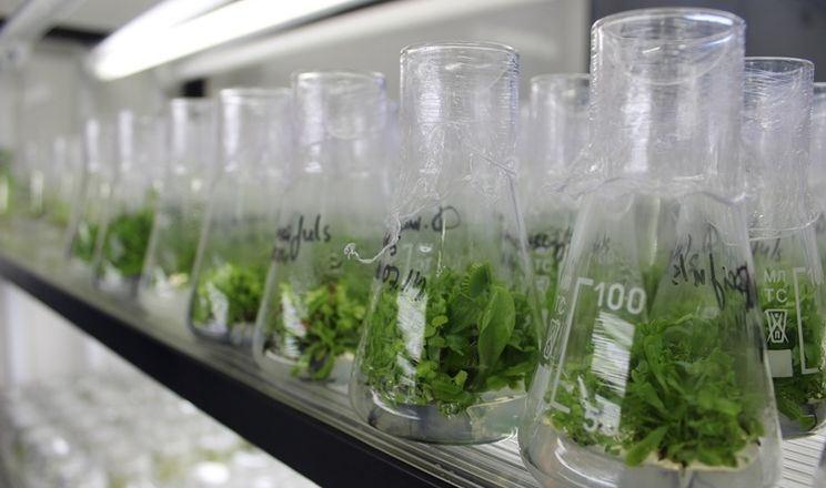 Саджанці фундука in vitro виявилися слабшими за класичні