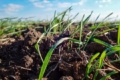 Перші дружні сходи озимої м'якої пшениці отримали в Tekom Agro Group