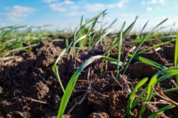 Перші дружні сходи озимої м'якої пшениці отримали в Tekom Agro Group