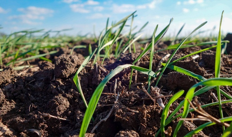 Перші дружні сходи озимої м'якої пшениці отримали в Tekom Agro Group
