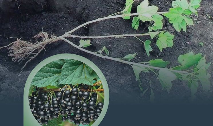 Висаджувати смородину восени радять фахівці Держпродспоживслужби
