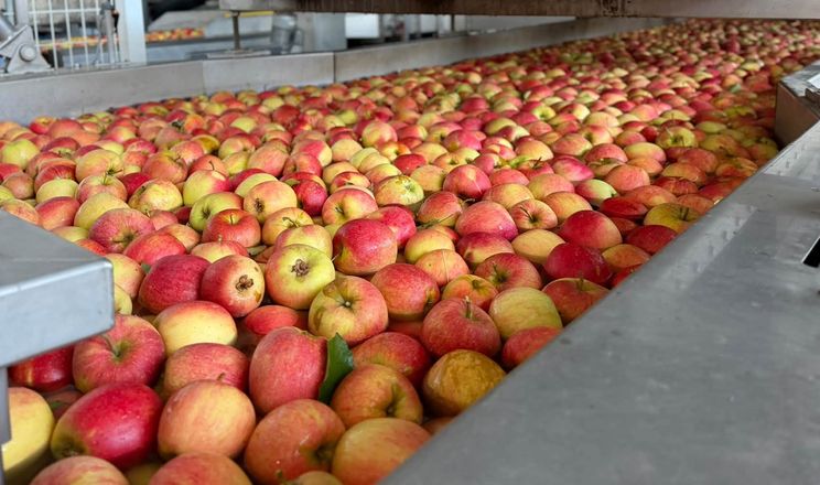 Українські виробники закривають 80% ринку яблук