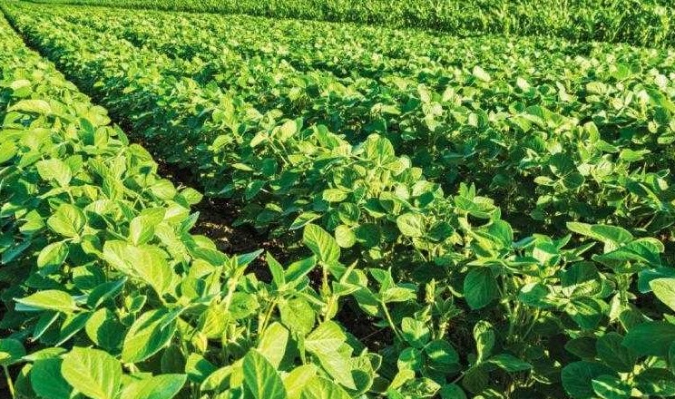 Biosphera представила позакореневий біопрепарат для сої на основі трьох видів Bacillus