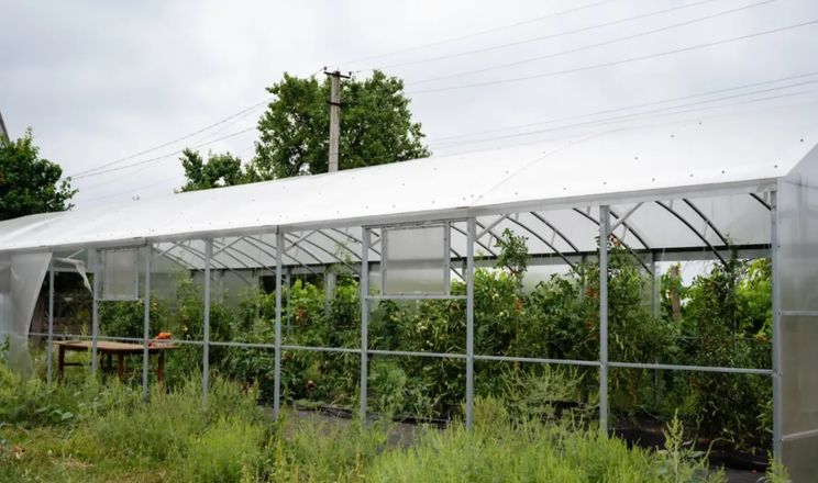 Гранти на теплиці розвивають овочівництво на Правобережжі Херсонщини