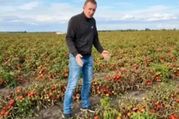 На Миколаївщині через відсутність збуту масово гниють томати