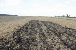 «Рос-Агро» поєднує прямий висів і глибоке розпушення