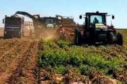 Бразильські картоплярі відмовилися від сховищ для товарної картоплі